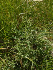 Carduus defloratus carlinifolius