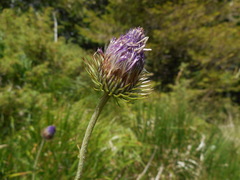Carduus defloratus carlinifolius