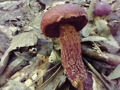 Exsudoporus