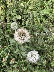 Echinops sphaerocephalus