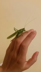 Tettigonia viridissima