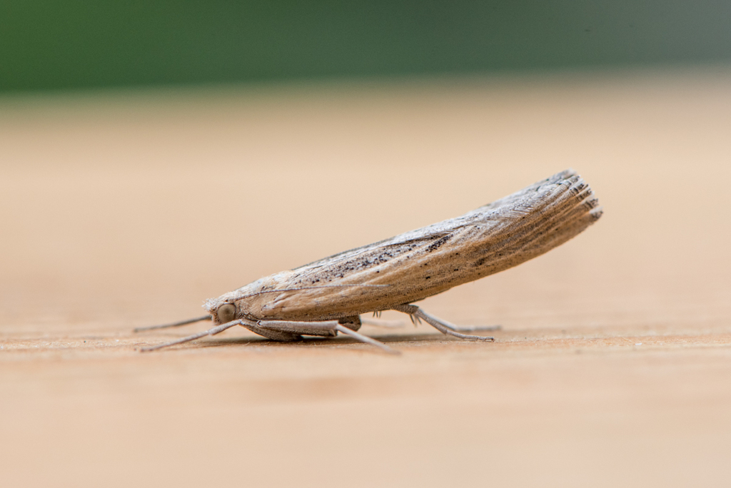 Sod Webworm Moth