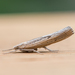 Sod Webworm Moth - Photo (c) David Kaposi, some rights reserved (CC BY-NC), uploaded by David Kaposi