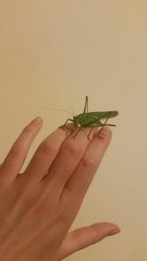 Tettigonia viridissima