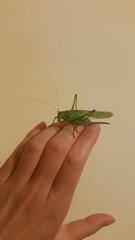 Tettigonia viridissima