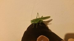 Tettigonia viridissima