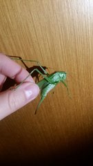 Tettigonia viridissima