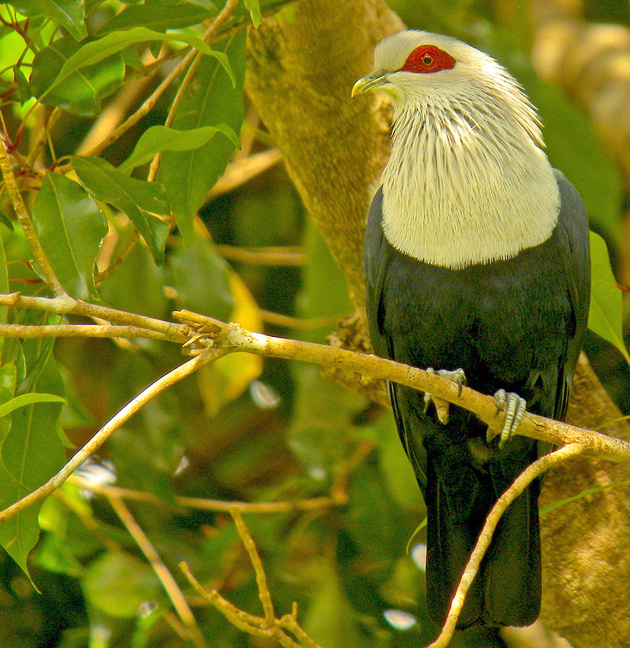 Comoro Blue Pigeon (Alectroenas sganzini), photo 2