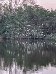 Ardea alba