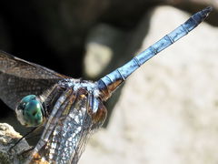 Pachydiplax longipennis