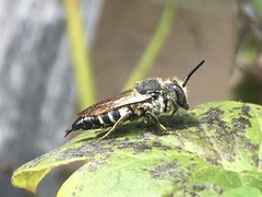 Coelioxys