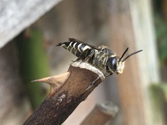 Coelioxys