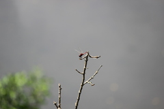 Urothemis signata insignata