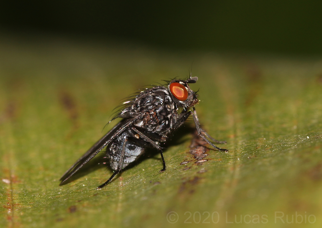 Neurotrixa felsina