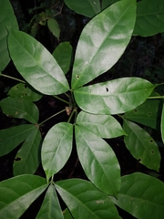 Jacaratia dolichaula