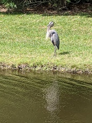 Ardea herodias