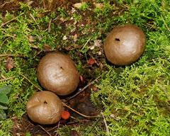 Lycoperdon scabrum