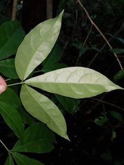 Jacaratia dolichaula