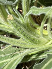 Oenothera cespitosa macroglottis