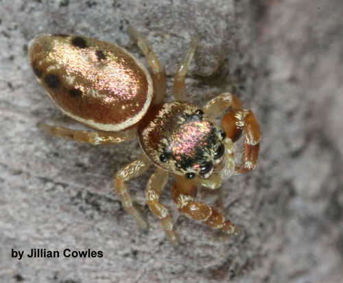 Buttonhook Leafbeetle Jumping Spider photo 6