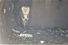 Tyto alba image