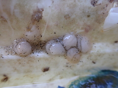 Fiona pinnata