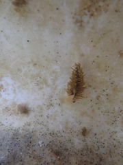Fiona pinnata