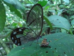 Pseudohaetera hypaesia