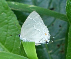 Strephonota ambrax