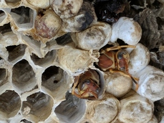 Polistes