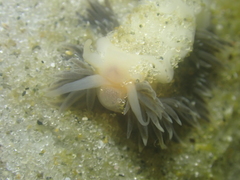 Fiona pinnata