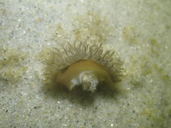 Fiona pinnata