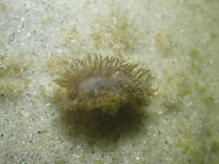 Fiona pinnata