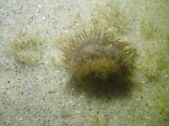 Fiona pinnata
