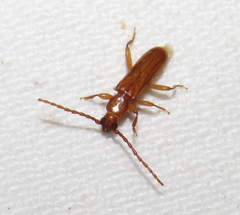 Smodicum cucujiforme