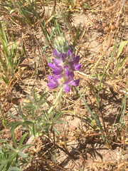 Lupinus microcarpus