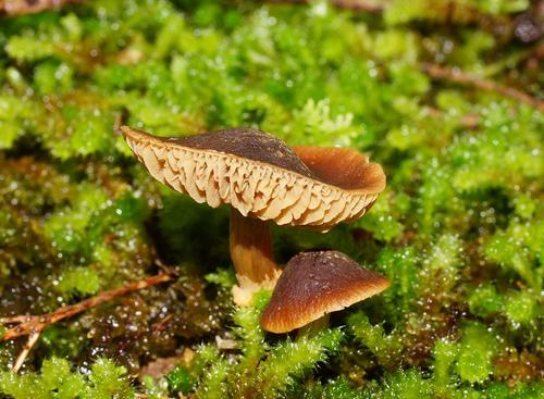 Descolea recedens image