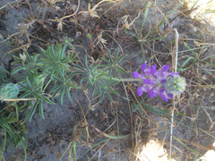 Lupinus microcarpus