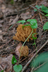 Phaeoclavulina eumorpha