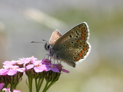 Aricia artaxerxes allous