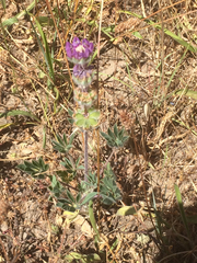 Lupinus microcarpus