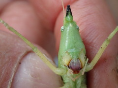 Neoconocephalus nebrascensis