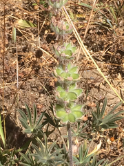 Lupinus microcarpus