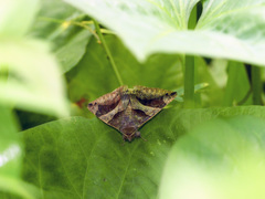 Bastilla arcuata