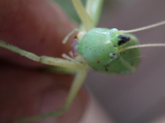 Neoconocephalus nebrascensis