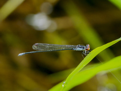 Pseudagrion pruinosum