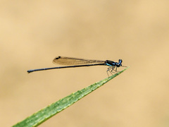 Prodasineura collaris