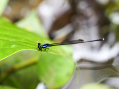 Prodasineura collaris