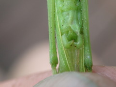Neoconocephalus nebrascensis