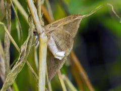 Bastilla arcuata